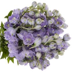 Delphinium milka lavendel Misty 80cm