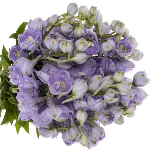 Delphinium milka lavendel Misty 80cm