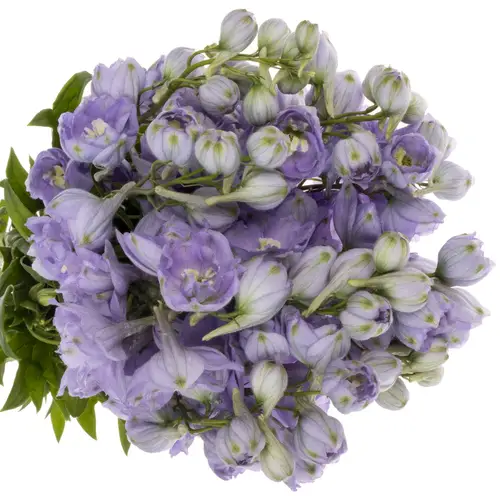 Delphinium milka lavendel Misty 80cm