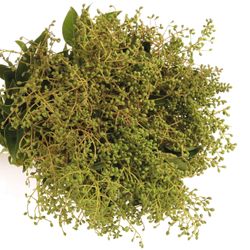 Liguster grün Bär55 grün