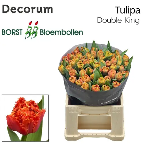 Tulpe orange Fr Double King 32 Gramm