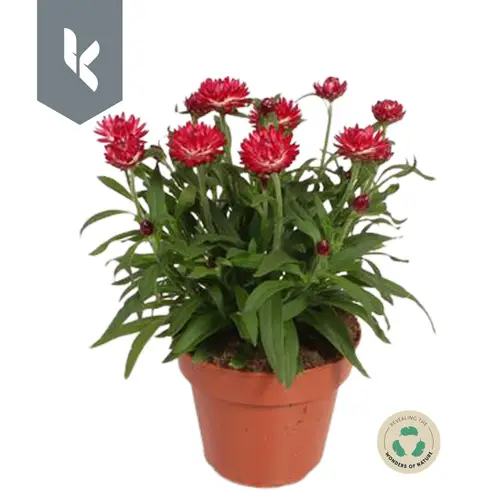 Strohblume Crispy Pink T15 H030