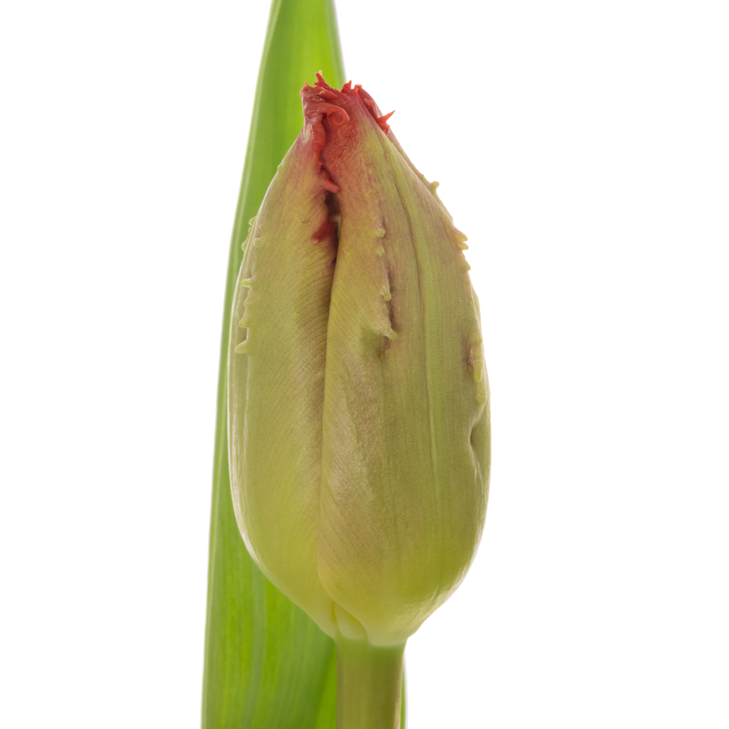 Tulpe orange/gelb Hot chilli pepper 36 Gramm