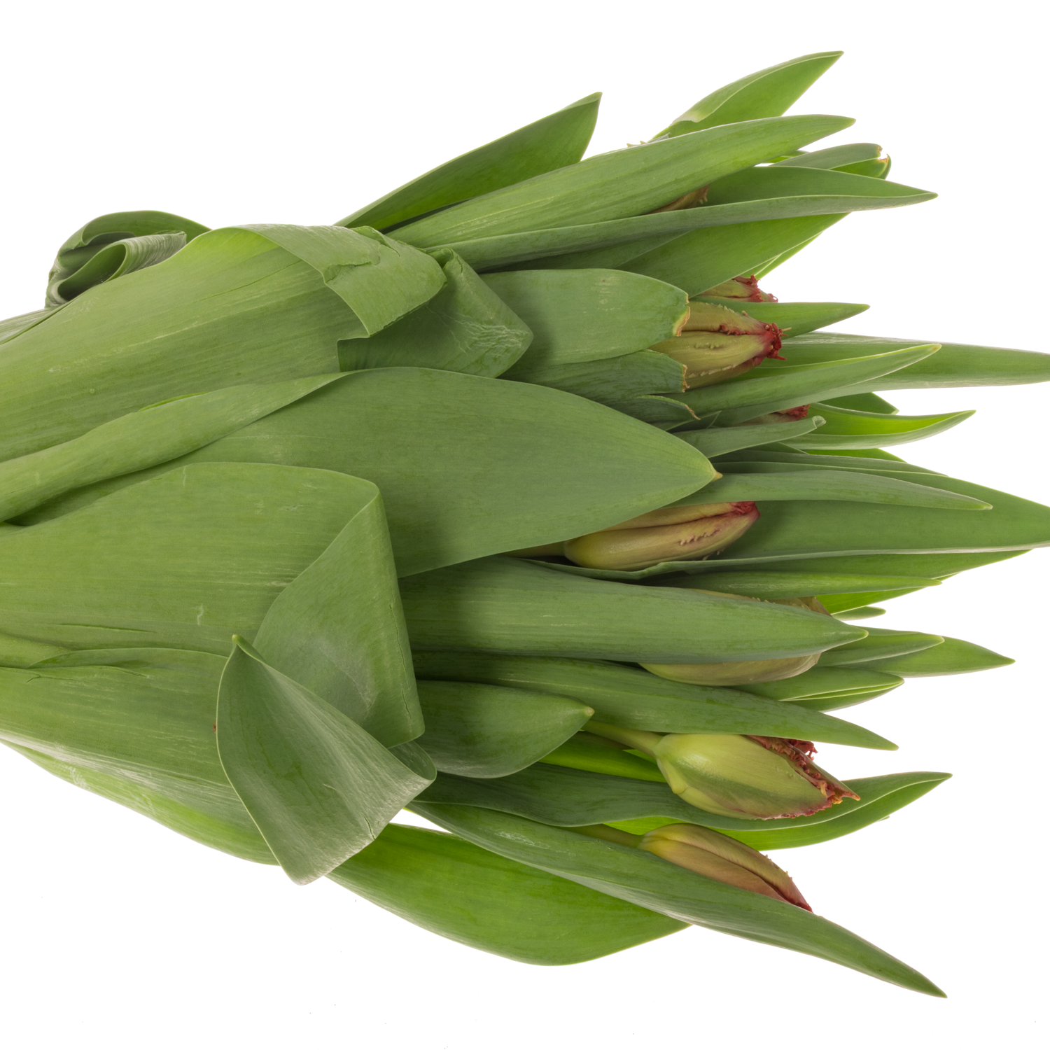 Tulpe orange/gelb Hot chilli pepper 36 Gramm