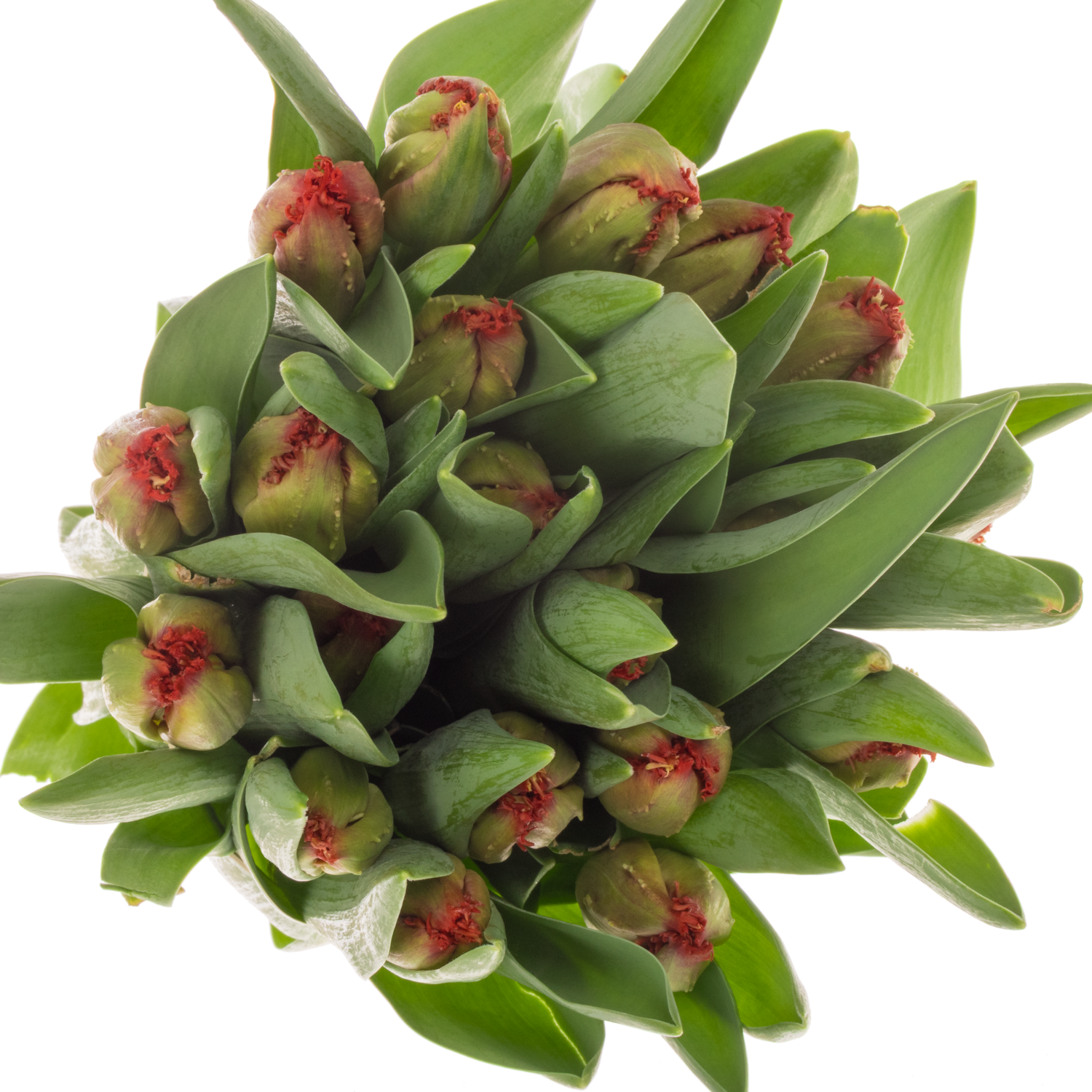 Tulpe orange/gelb Hot chilli pepper 36 Gramm