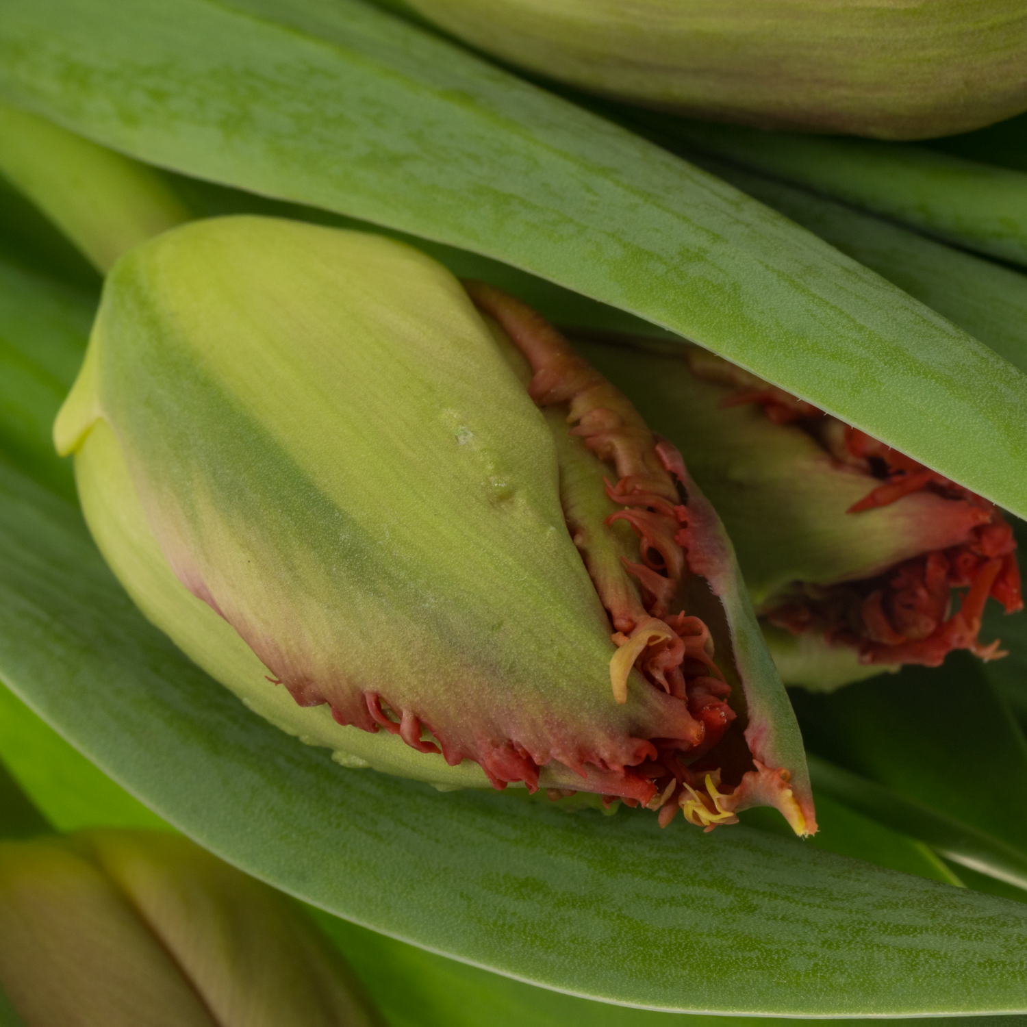 Tulpe orange/gelb Hot chilli pepper 36 Gramm