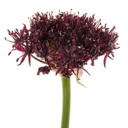 Allium lila Atropurpureum 90cm
