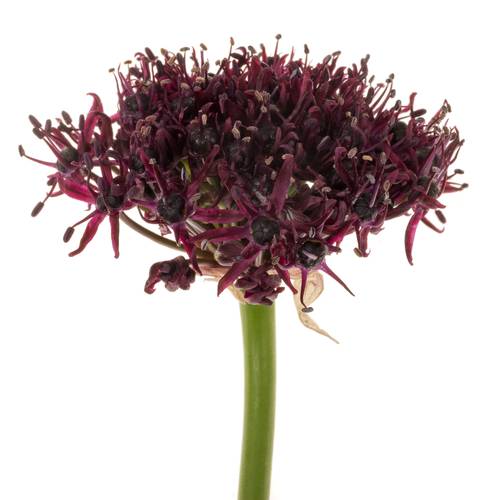 Allium lila Atropurpureum 90cm