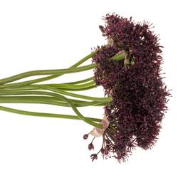 Allium lila Atropurpureum 90cm