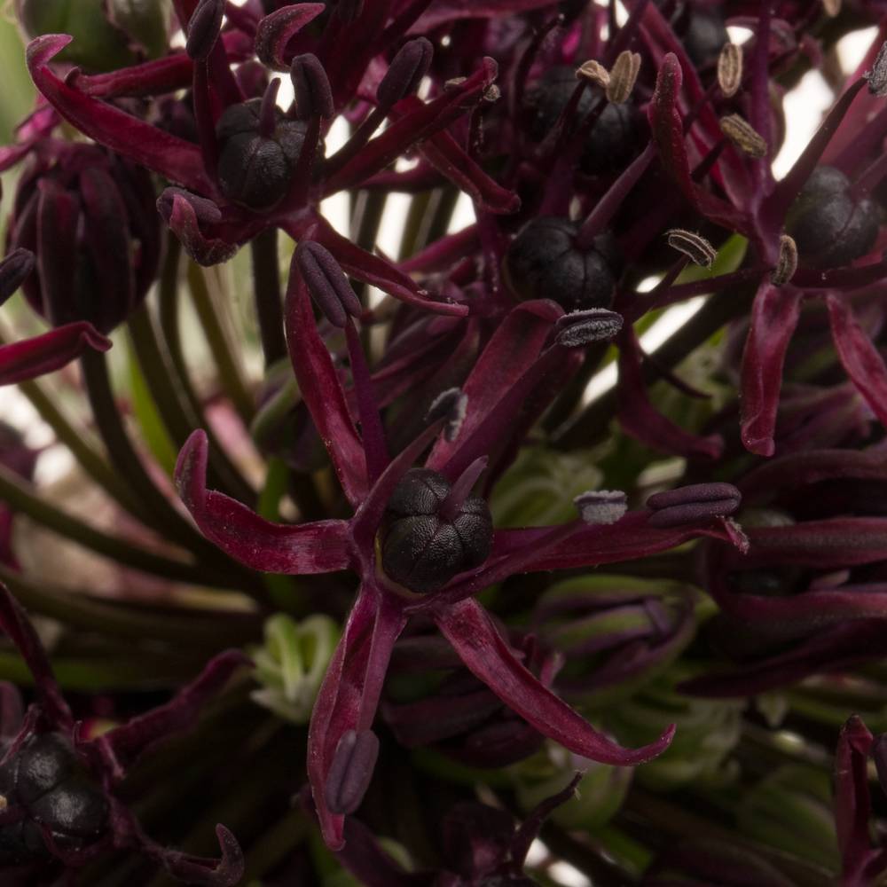 Allium lila Atropurpureum 90cm