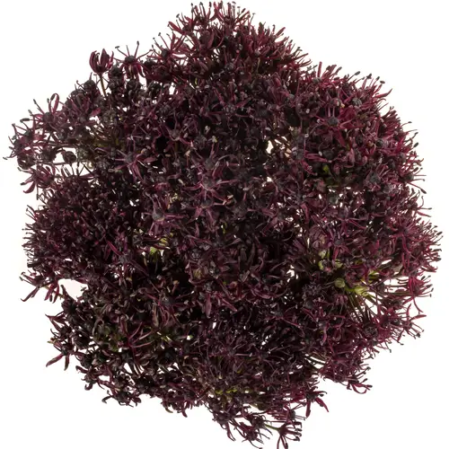 Allium lila Atropurpureum 90cm