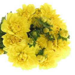 Dahlia gelb Sunlady 60cm