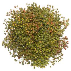 Hagebutte grün Autumn Flush 50cm