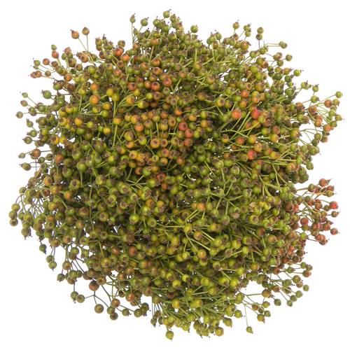 Hagebutte grün Autumn Flush 50cm