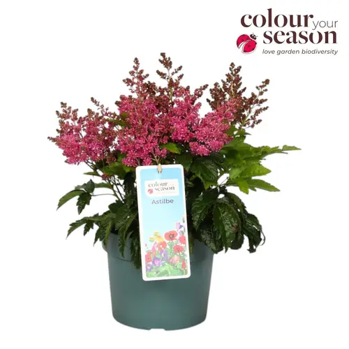 Astilbe rosa Arendsii T19 H050