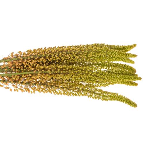 Eremurus orange emmy ro 90cm