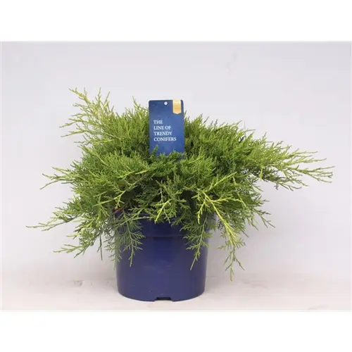 Juniperus Pfitzeriana Old Gold T23 H040