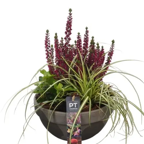 Garten.Arr PTHO4262 Herbst T19 H031