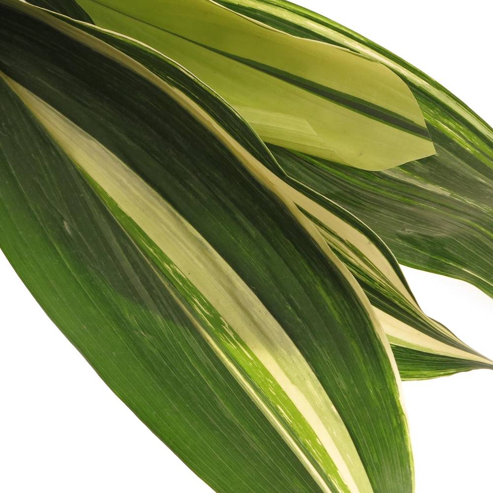 Aspidistra Blatt grün/creme Variegata 80cm