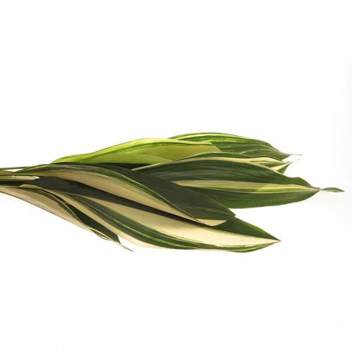 Aspidistra Blatt grün/creme Variegata 80cm