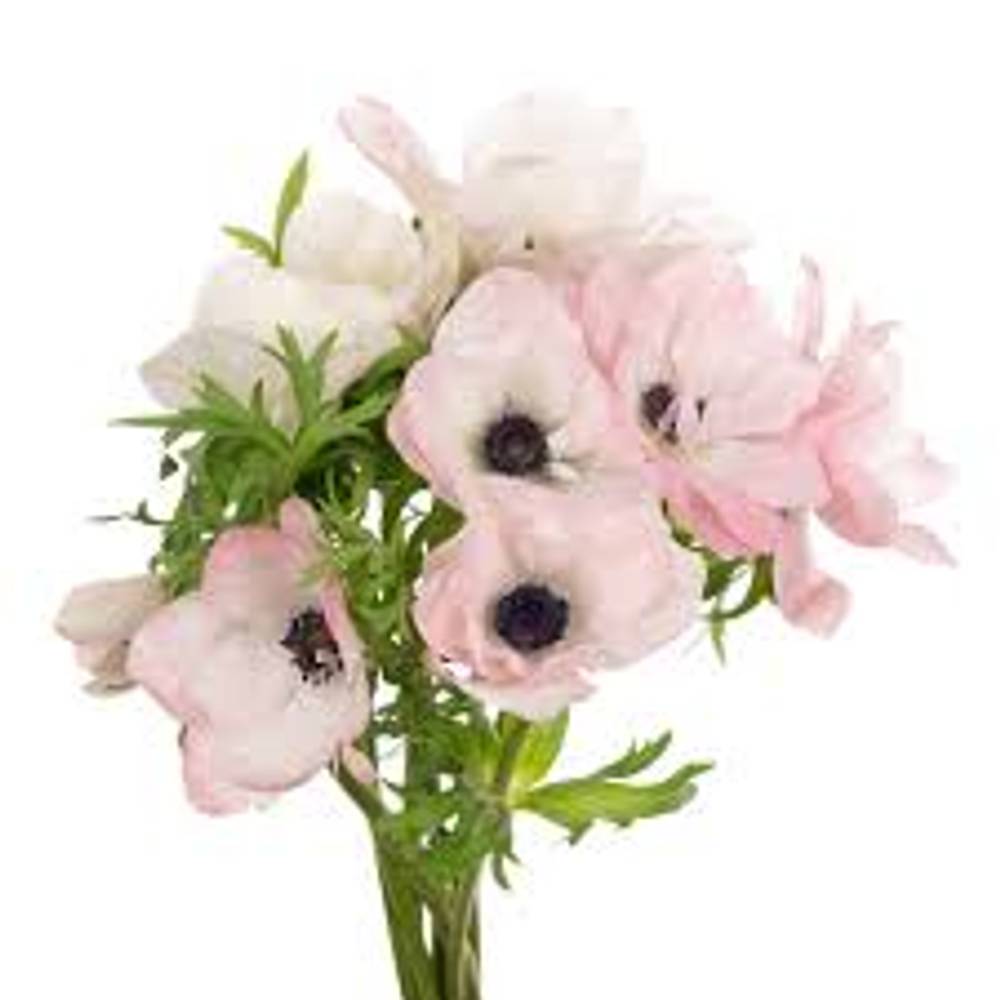 Anemone hell rosa Mistral Hanoi Italien x 30 40cm