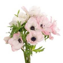 Anemone hell rosa Mistral Hanoi Italien x 30 40cm