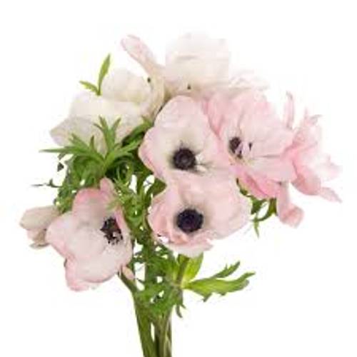 Anemone hell rosa Mistral Hanoi Italien x 30 40cm