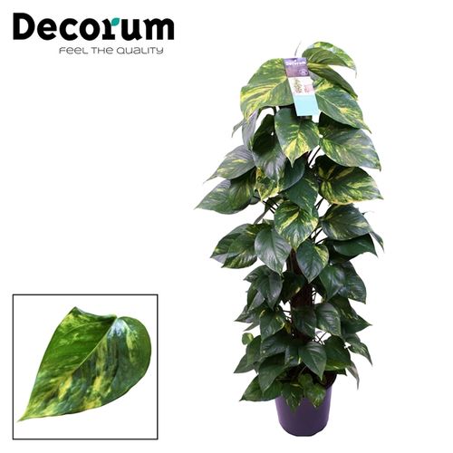 Scindapsus Moss T24 H120 - double