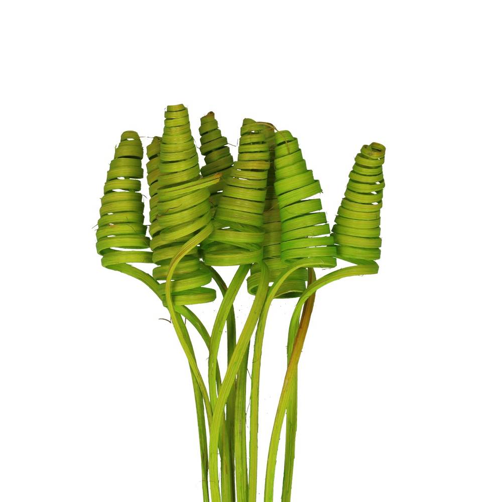 Trocken Cane Cone auf Stab lime L50cm