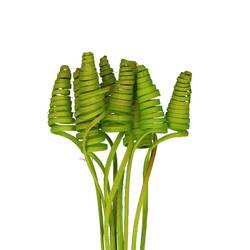 Trocken Cane Cone auf Stab lime L50cm
