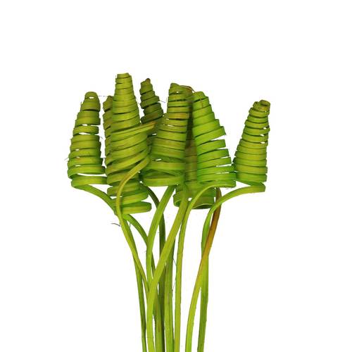 Trocken Cane Cone auf Stab lime L50cm