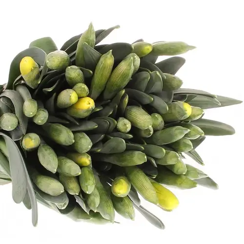 Narcis gelb Dutch Master 40cm