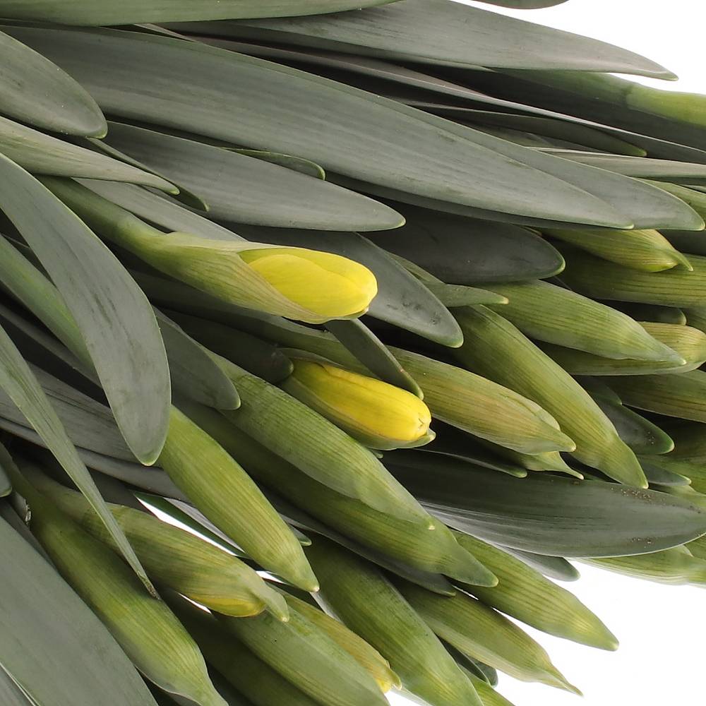 Narcis gelb Dutch Master 40cm