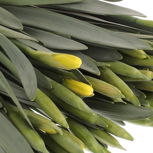Narcis gelb Dutch Master 40cm