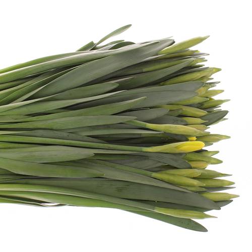Narcis gelb Dutch Master 40cm