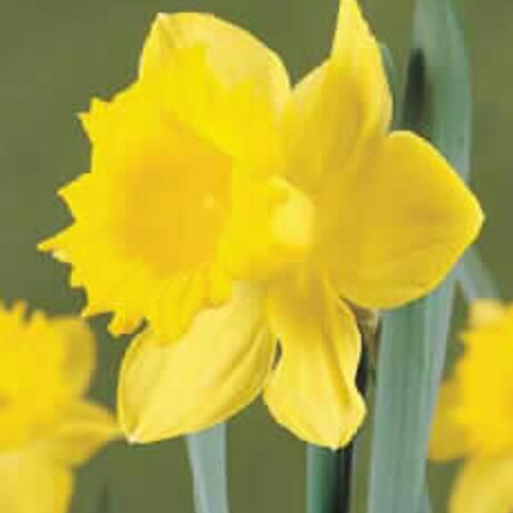 Narcis gelb Dutch Master 40cm