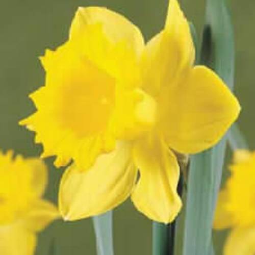 Narcis gelb Dutch Master 40cm