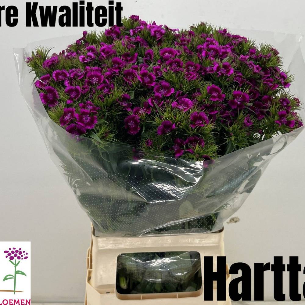 Bartnelke fuchsia Sweet  Magenta 65cm