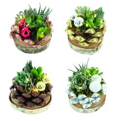 Succ.Arr auf Birke Scheibe Weihnachten T12