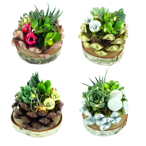 Succ.Arr auf Birke Scheibe Weihnachten T12