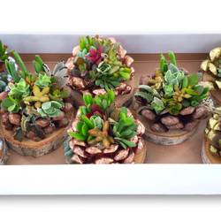 Succ.Arr auf Birke Scheibe Weihnachten T12