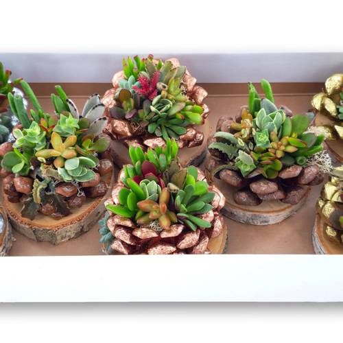 Succ.Arr auf Birke Scheibe Weihnachten T12