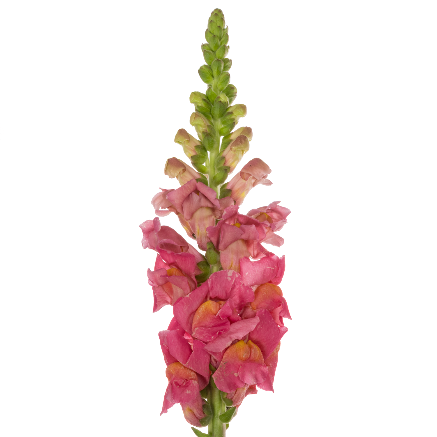 Löwenmaul rosa Potomac Cherry Rose 80cm