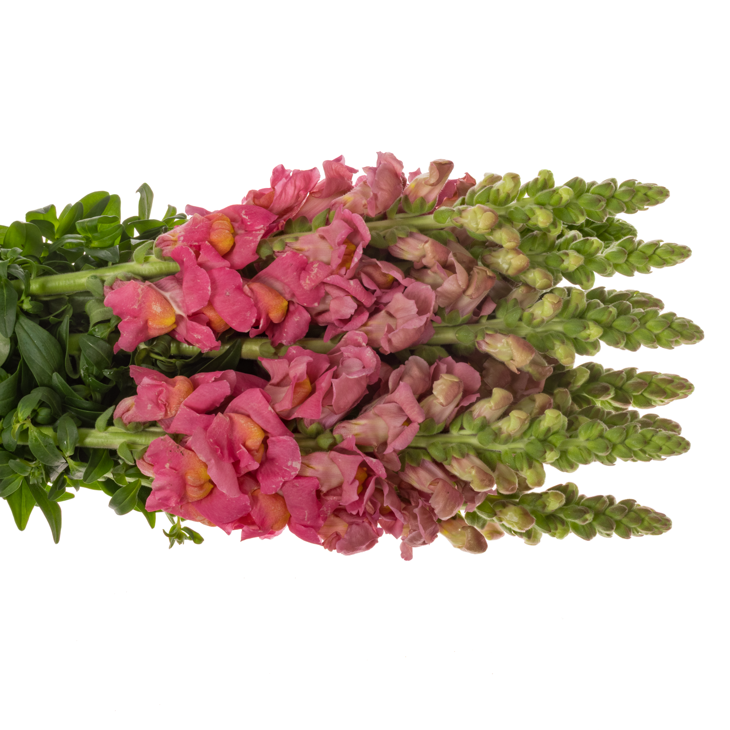 Löwenmaul rosa Potomac Cherry Rose 80cm