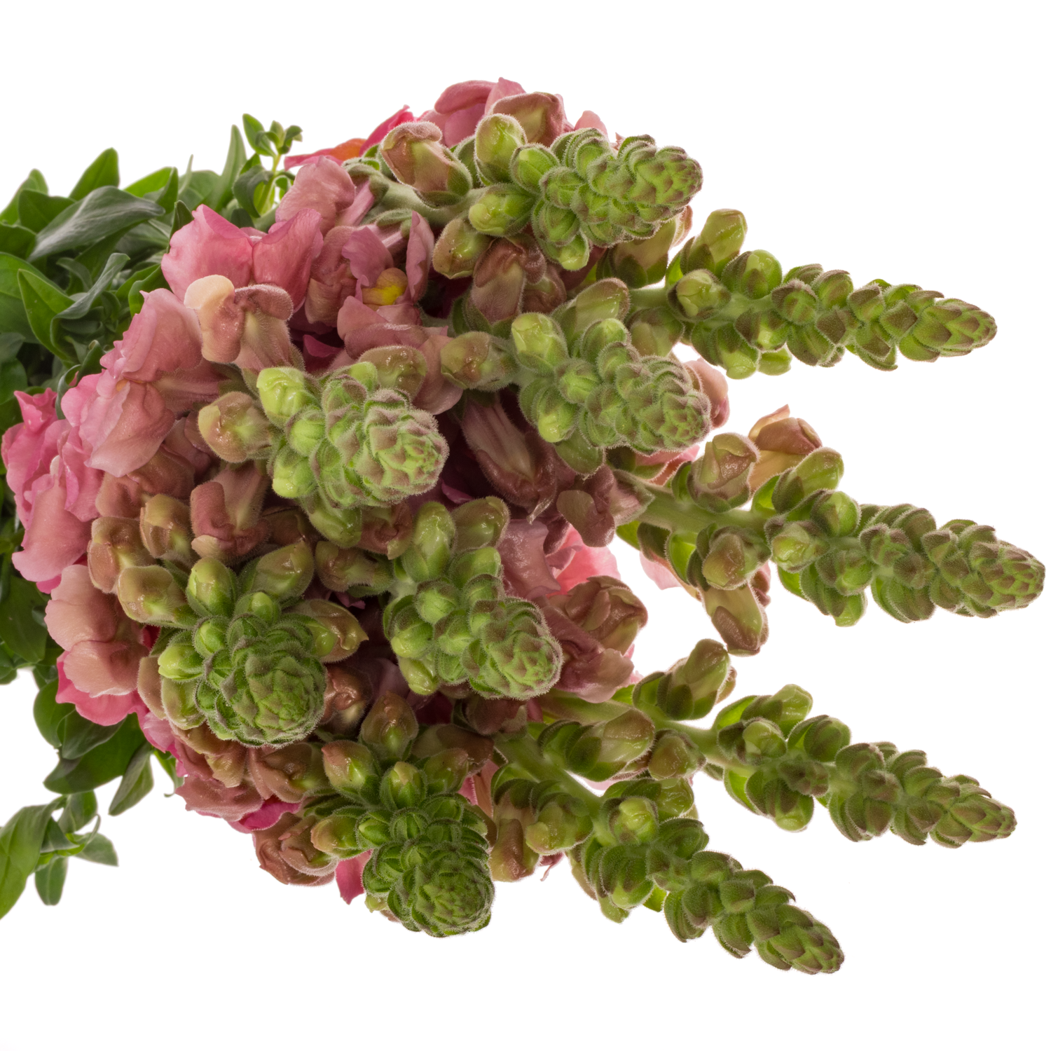 Löwenmaul rosa Potomac Cherry Rose 80cm