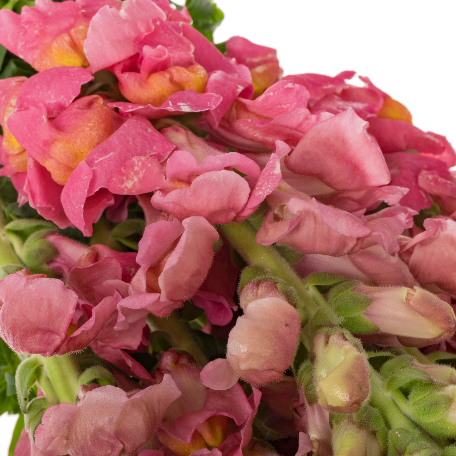 Löwenmaul rosa Potomac Cherry Rose 80cm