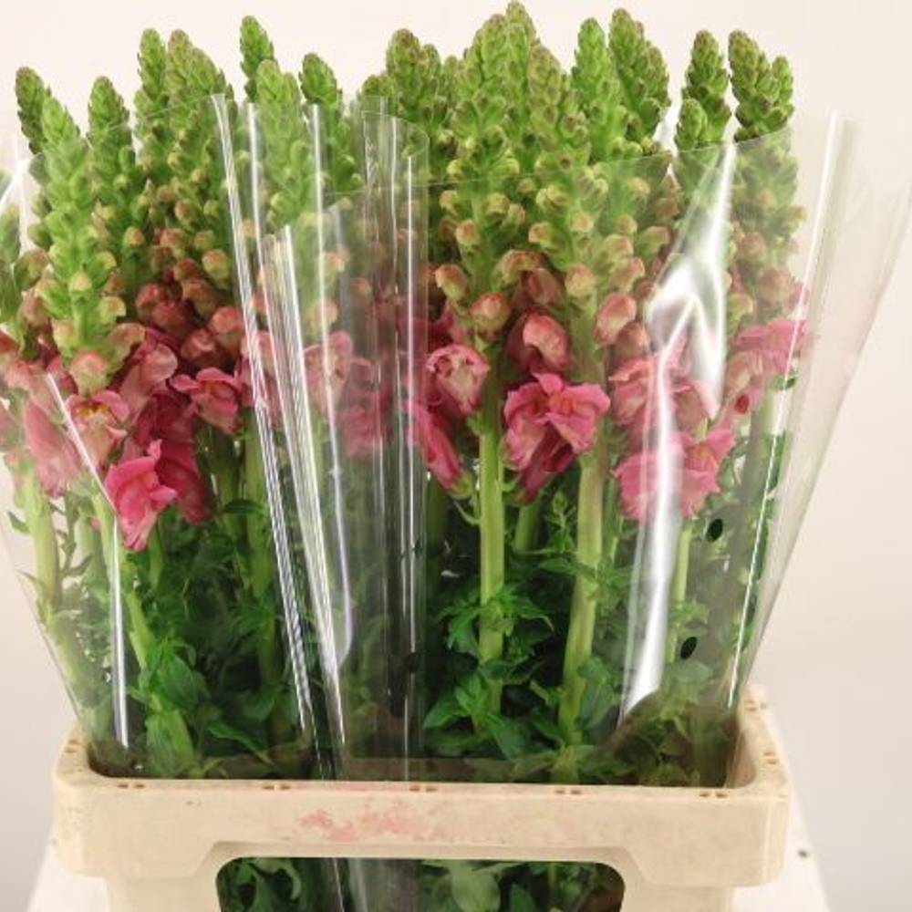 Löwenmaul rosa Potomac Cherry Rose 80cm