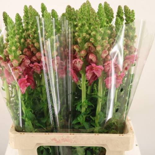 Löwenmaul rosa Potomac Cherry Rose 80cm