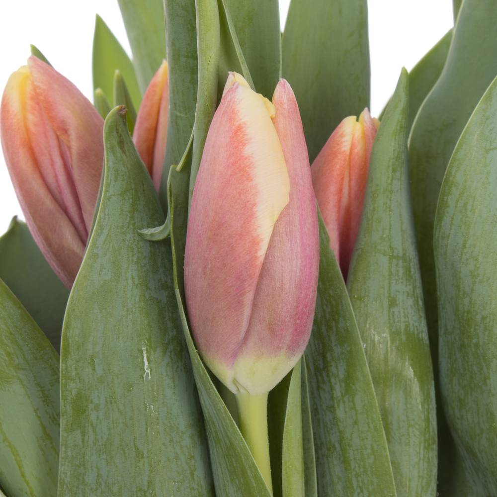 Tulpe rosa-creme Lech walesa 36 Gramm