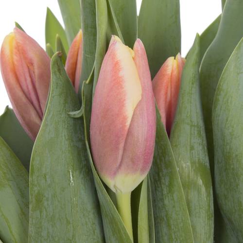 Tulpe rosa-creme Lech walesa 36 Gramm